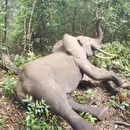 miniature pour Un éléphant se réveille très fâché après un tranquillisant