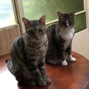miniature pour Un chat balance