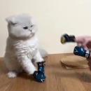 miniature pour Un chat avec des minis gants de boxe