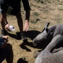 miniature pour Un bébé rhinocéros protège sa mère blessée