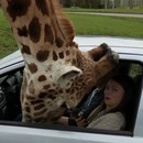 tete-girafe-bloquee-vitre-voiture
