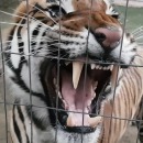 grognement-tigre