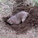 miniature pour Une taupe qui creuse son trou