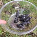 miniature pour Il attrape 7 souris en une nuit avec un bol d'huile