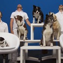 ok-go-clip-chiens