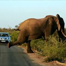elephant-yoga-route