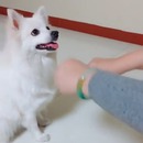 miniature pour Réaction d'un chien qui s'est fait arnaquer sur le nombre de friandises