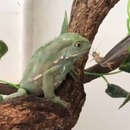 miniature pour Une grenouille refuse de manger un insecte