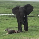 troupeau-elephants-celebrer-naissance