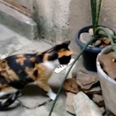 miniature pour Une souris s'échappe devant un chat