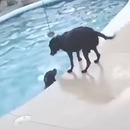 miniature pour Un chien saute dans la piscine pour sauver son pote