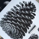 animaux-dessin-pomme-de-pin