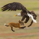 aigle-lapin-renard