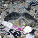 tortue-pond-oeufs-dechets-plastiques