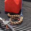 miniature pour Un serpent sans tête qui attaque toujours