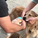 miniature pour Un chien se laisse caresser pour voler de la nourriture