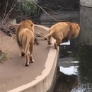 miniature pour Un lion marche de travers et tombe dans l'eau