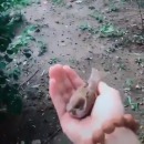 miniature pour Un oiseau qui ne veut pas quitter la main de cette fille