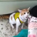 Un chat crie avec son maitre qui célèbre un but