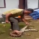 miniature pour Il force un serpent à recracher les poules qu'il a mangé