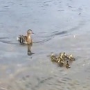 maman-canard-adopte-10-canetons