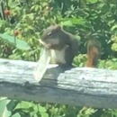 miniature pour Un écureuil mange le contenu d'un préservatif