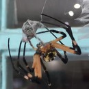 miniature pour Ce qui arrive à une araignée male après un accouplement