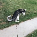 labrador-previent-husky-pipi