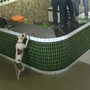 miniature pour Des ouvriers ont peur d'un gentil pitbull