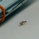 miniature pour Une fourmi voleuse de diamants