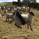 mouton-balancoire-pneu