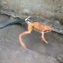 miniature pour Un serpent avale une grenouille vivante