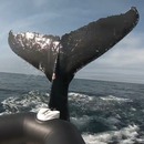 baleine-frappe-bateau-queue