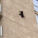 raton-spiderman-saute-immeuble