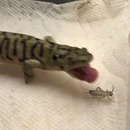 miniature pour La salamandre tigrée est un chasseur exceptionnel