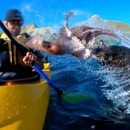 kayak-gifle-phoque-poulpe