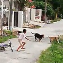 miniature pour Un enfant courageux face à 2 chiens