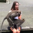 2-singes-baisent-jambes-fille
