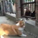 chien-aboyer-poules-peur