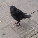 miniature pour Un corbeau caquette comme une poule pour avoir des graines
