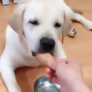 joue-pas-nourriture-chien