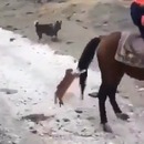 chat-attrape-queue-cheval