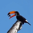 miniature pour Un toucan avale les bébés d'un nid d'oissillons