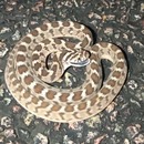 miniature pour Le déplacement de ce serpent en mode défensif