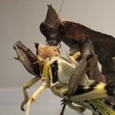 miniature pour Une mante religieuse mange entièrement un criquet