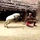miniature pour Un homme qui aime se faire charger par un bélier