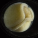 miniature pour Transformation d'une cellule en têtard