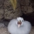 miniature pour Cet oiseau vous vomit dessus pour se défendre