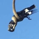 serpent-point-manger-corbeau-australie