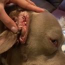 chien-dents-oreille